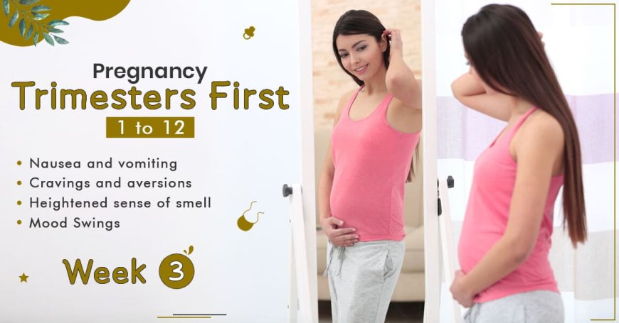 Pregnancy Trimester 1 Week 3